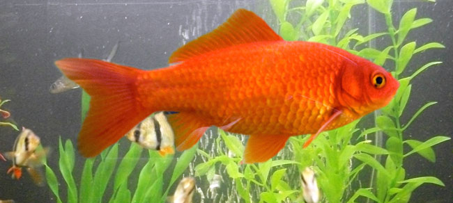 goldfish-caras-oranamental